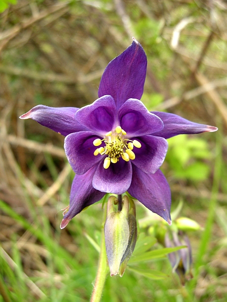 Aquilegia vulgaris / Aquilegia comune